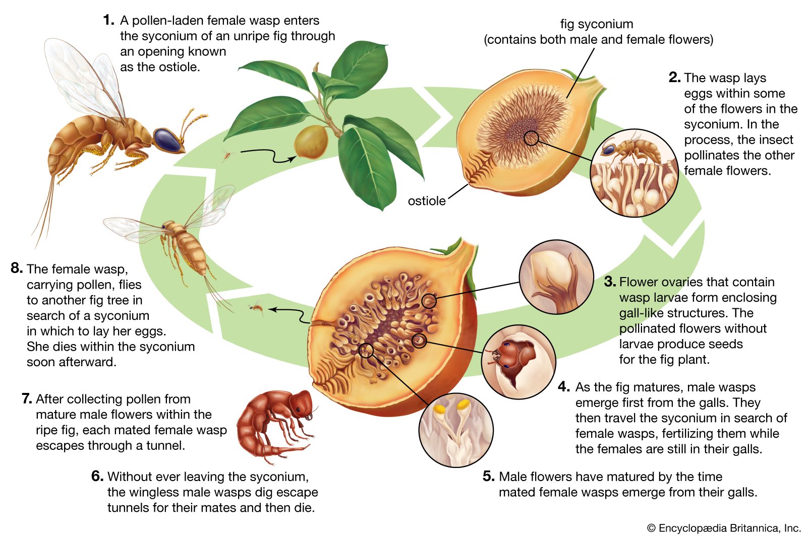 Banyan Tree Life Cycle