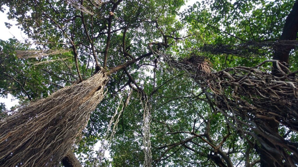 Roots of Banyan tree